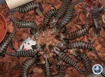 Óriás kéknyelvűgyík (Tiliqua gigas gigas)