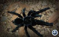 Lampropelma sp. borneo black