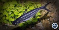 Pangasianodon hypophthalmus