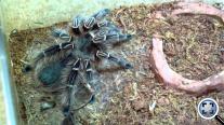 Eupalaestrus campestratus