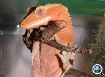 Vitorlás gekkó (Rhacodactylus ciliatus)