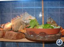 Zöld leguán - adult (Iguana i. iguana)