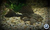 Gibbiceps