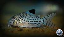 Corydoras julii