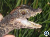Törpe kajmán (paleosuchus palpebrosus)