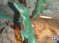Lovag anolisz (Anolis equestris)