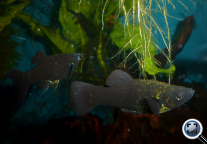 black molly Poecilia sphenops