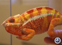 Párduckaméleon (Furcifer pardalis) Ambilobe