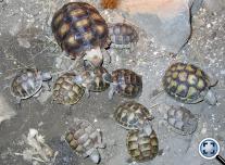 Szegélyes teknős (Testudo marginata)