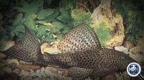Hypostomus plecostomus