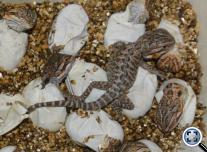 Pogona vitticeps hatching (Szakállas agáma)