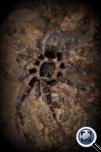 Grammostola pulchripes