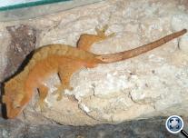 Vitorlás gekkó (Rhacodactylus ciliatus)